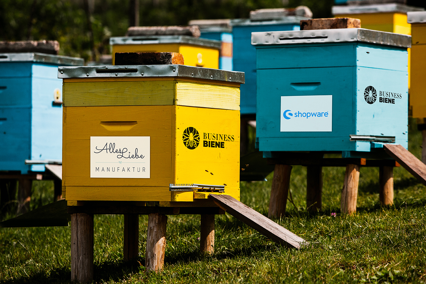Bienenpatenschaft PRO - CSR für Unternehmen